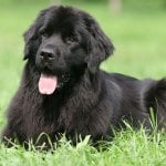 Newfoundland dog in the grass.