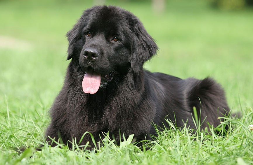 Newfoundland dog in the grass.