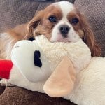 Sonny, a Cavalier King Charles spaniel