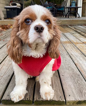 Sonny, a Cavalier King Charles spaniel.