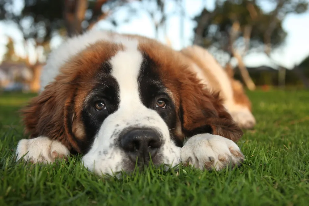 close up of Saint Bernard dog face