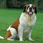 st bernard dog sitting in grass