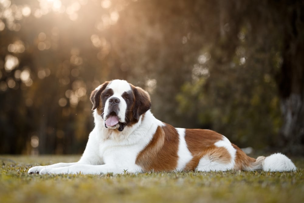 st bernard lying on grass