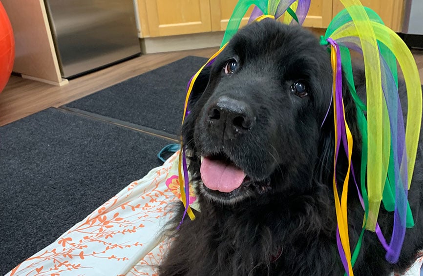 Lucy, a Newfoundland dog