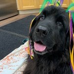 Lucy, a Newfoundland dog