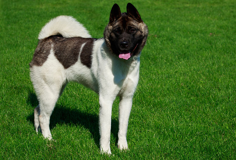 Akita dog outside