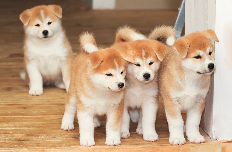 Akita puppies