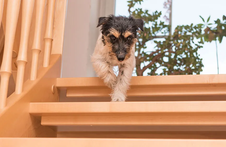 dog on stairs