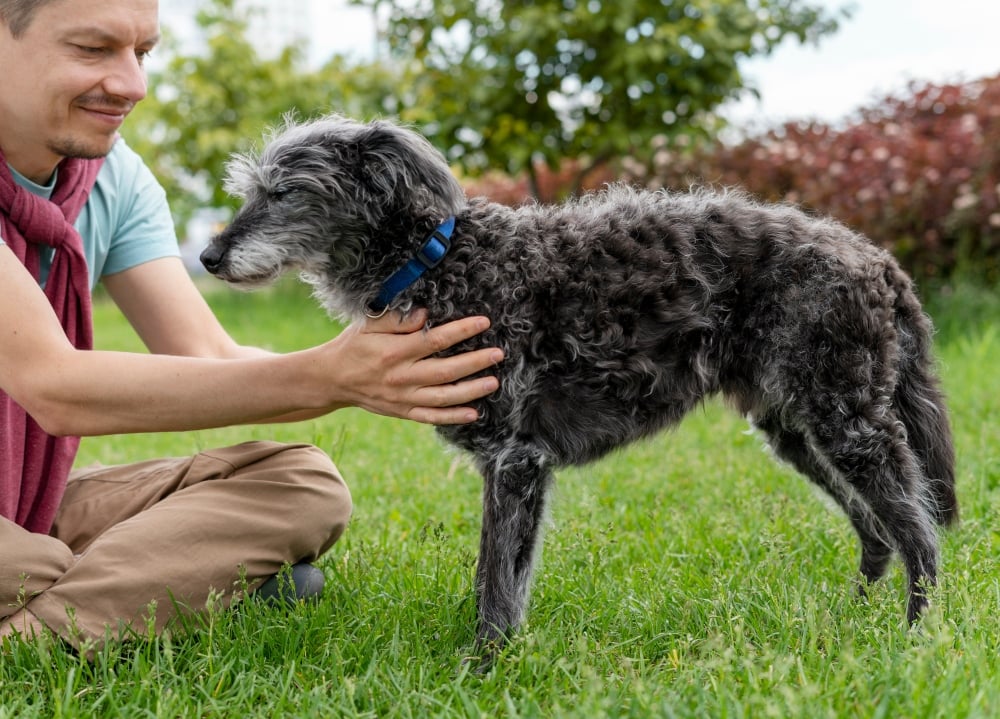 man with old dog in the grass