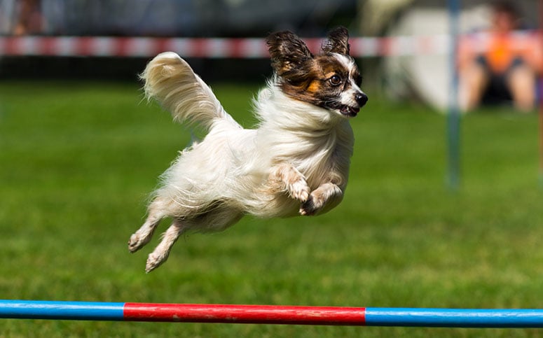 Papillon dog