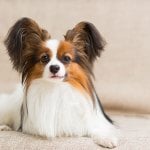 Papillon dog