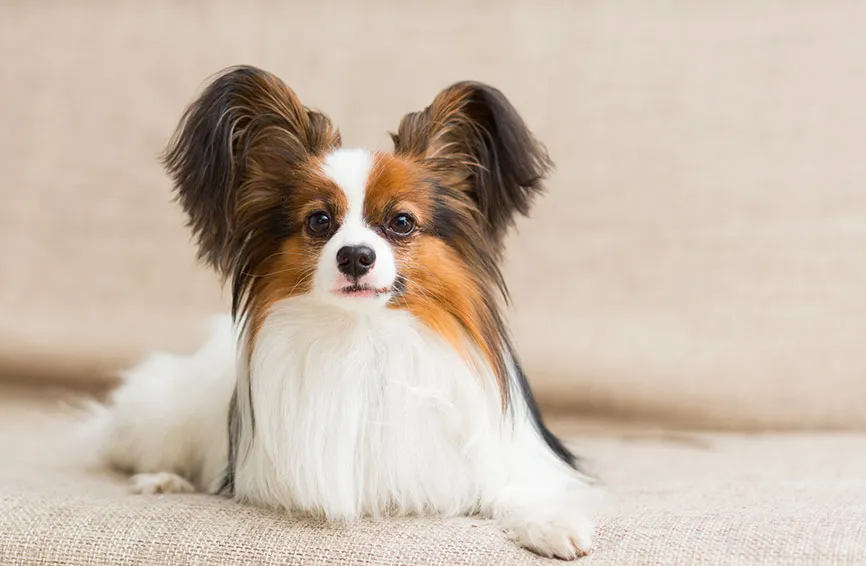 Papillon dog