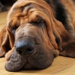 Bloodhound dog sleeping on the floor indoors, close-up