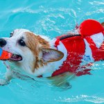 Dog swimming with a life vest.