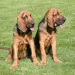 two bloodhound dogs sitting in grass