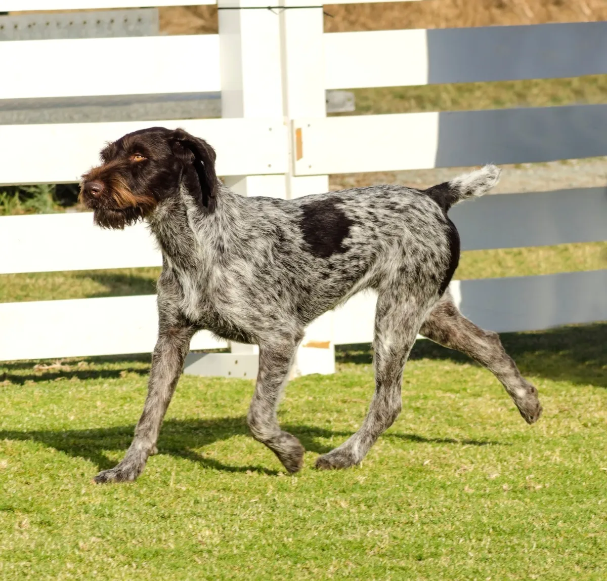 German Wirehaired Pointer Breed Guide Pet Insurance Healthy Paws Pet Insurance