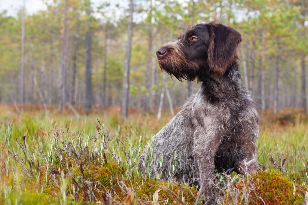 german wirehaired pointer sitting on the swamp