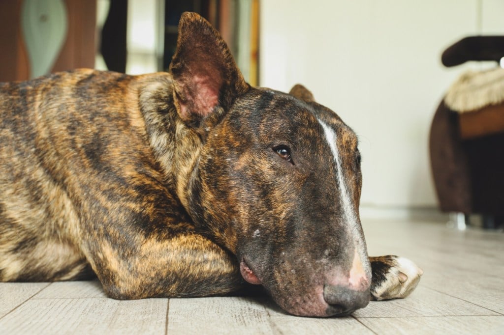 brindle brown bull terrier dog lying down