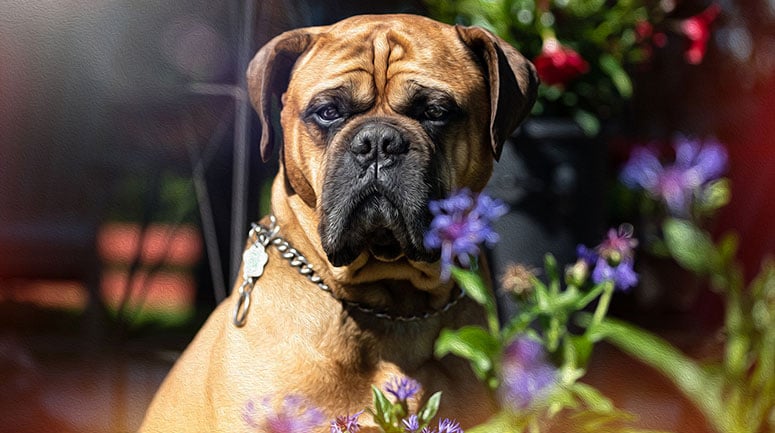 Bullmastiff dog