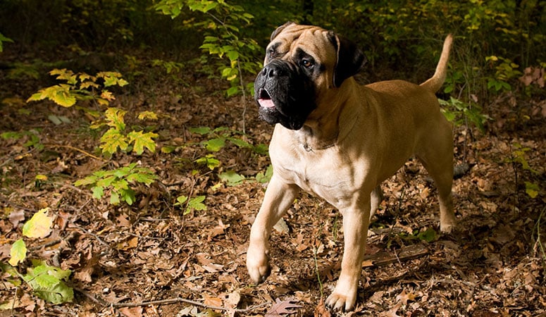 Bullmastiff dog outside