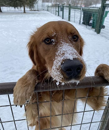 Lancer, a Golden Retriever