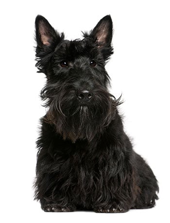 Scottish Terrier black