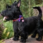 Scottish Terrier black