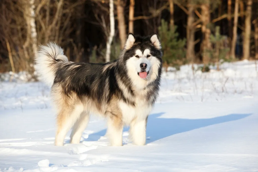 alaskan malamute standing in snow