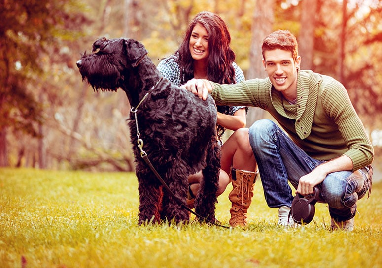 Giant Schnauzer with couple