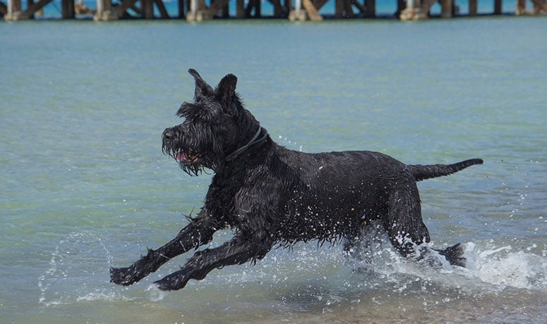 Giant Schnauzer swimming