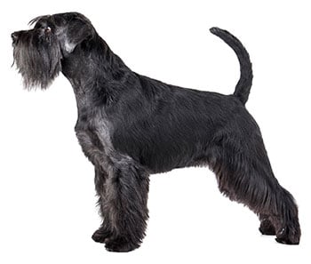 Giant Schnauzer