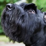 Giant Schnauzer head