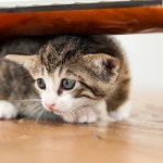 kitten hiding under furniture