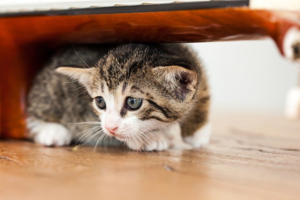 kitten hiding under furniture