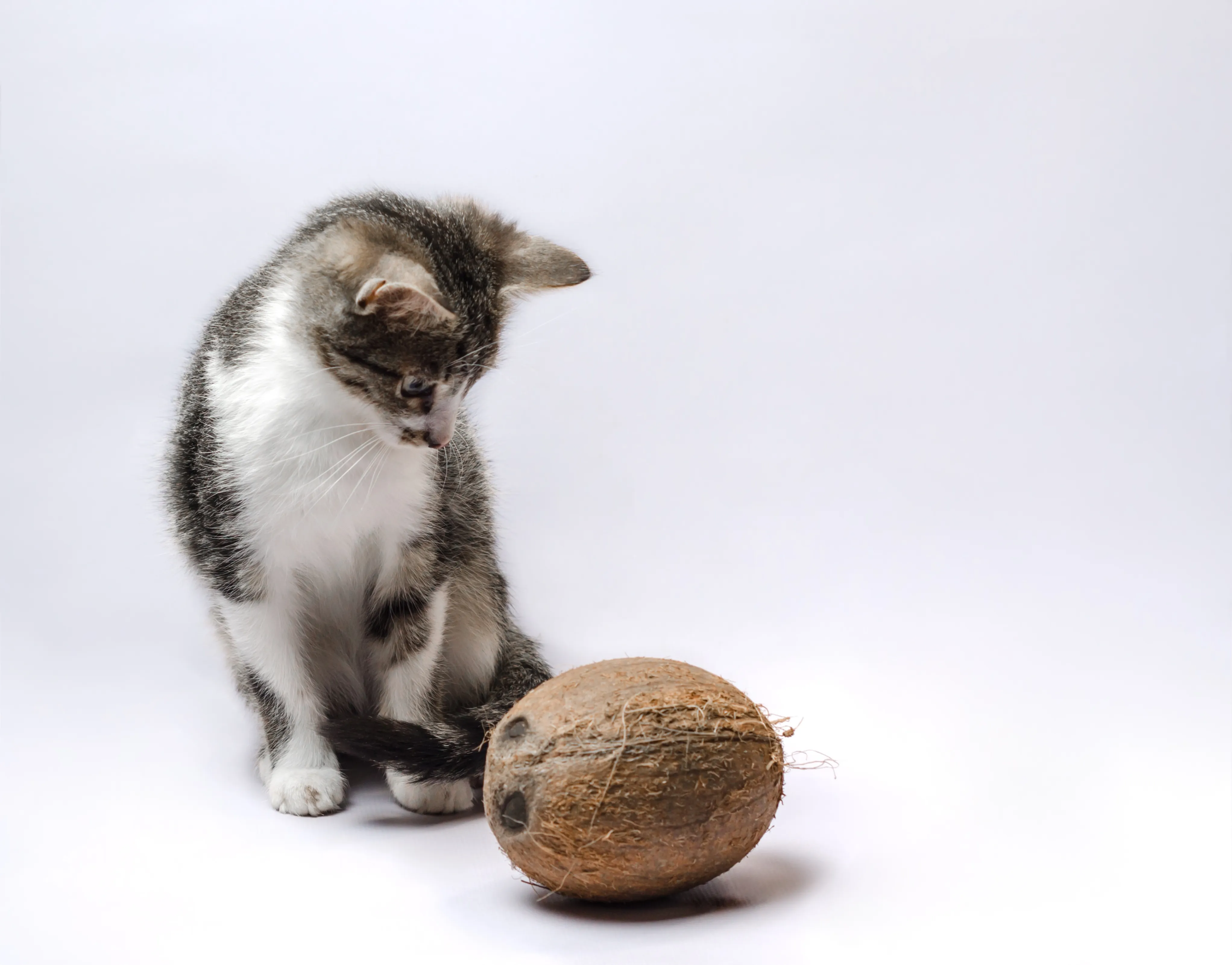 Can Cats Eat Coconut Healthy Paws Pet Insurance