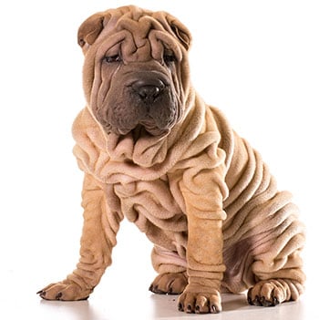 Shar-pei dog 