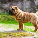 Shar-pei dog