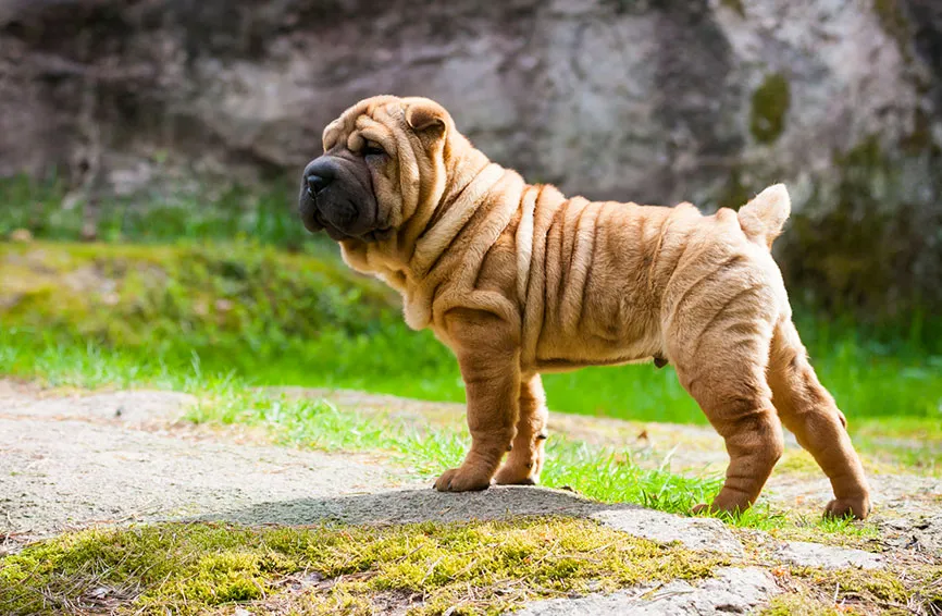 Shar-pei dog