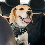 Dog in car with harness