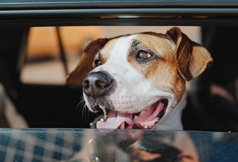 Dog looking out car window