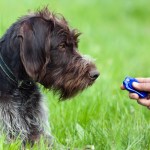 hunting dog and woman hand with clicker