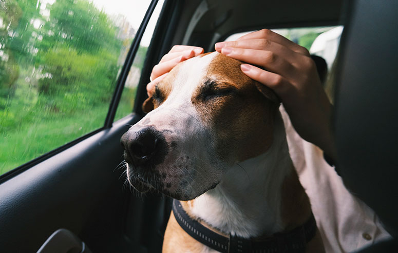 Dog being comforted in car