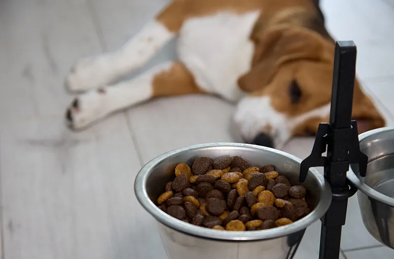 Elevated pet bowl