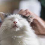 fluffy cat getting pet