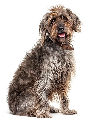 Wirehaired Pointing Griffon