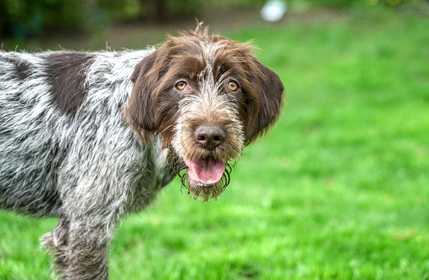 Wirehaired Pointing Griffon