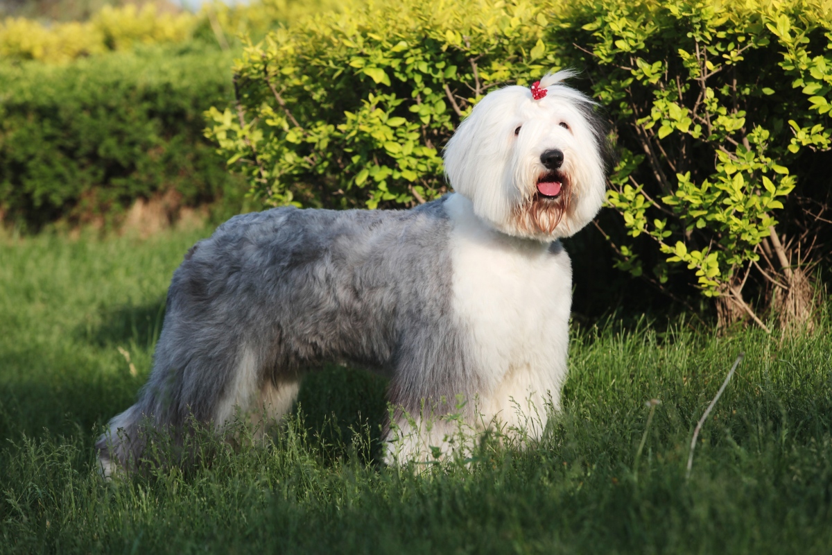 Old English Sheepdog Breed Guide Insurance Plan Healthy Paws Pet Insurance