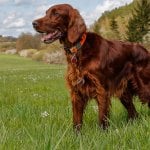 Irish Setter outside