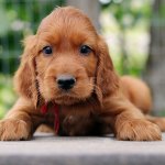 Irish Setter puppy