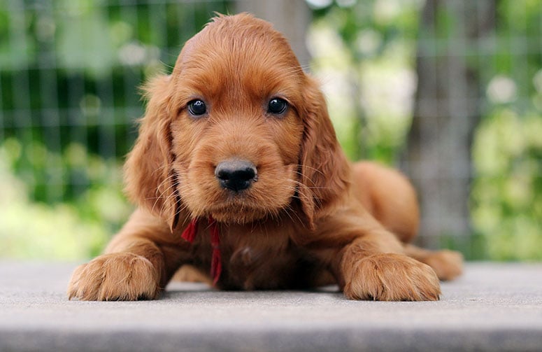 Irish Setter puppy